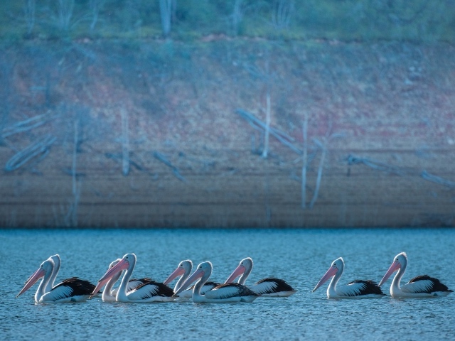 Большие пеликаны в воде 