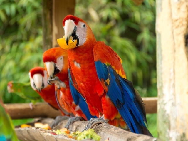 Три красных попугая ара сидит на ветке