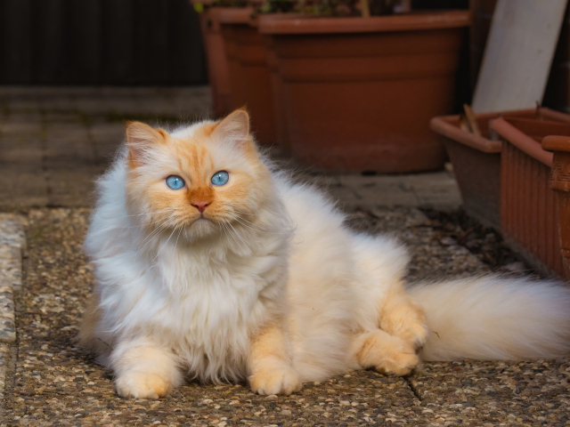 Beautiful fluffy blue-eyed ginger cat