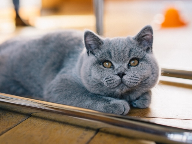 Gray british kitten lies on the floor