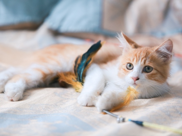 Little ginger kitten with a toy on the couch