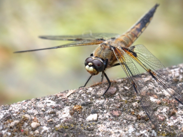 A large dragonfly sits on a concrete slab