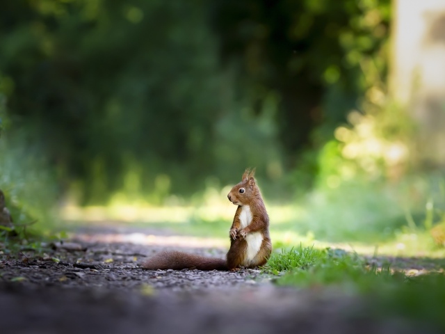Confused red squirrel on the road