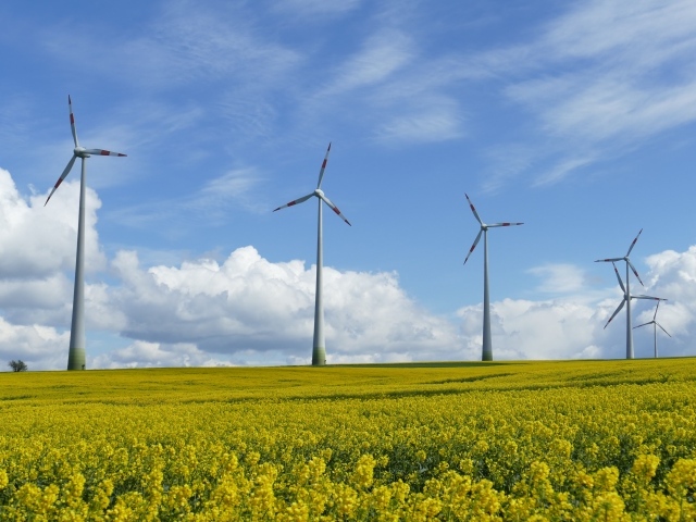 Большие ветряные турбины на рапсовом поле