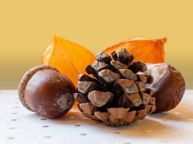 Acorn, chestnut and pine cone on the table