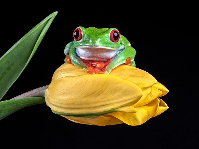A green frog sits on a yellow tulip