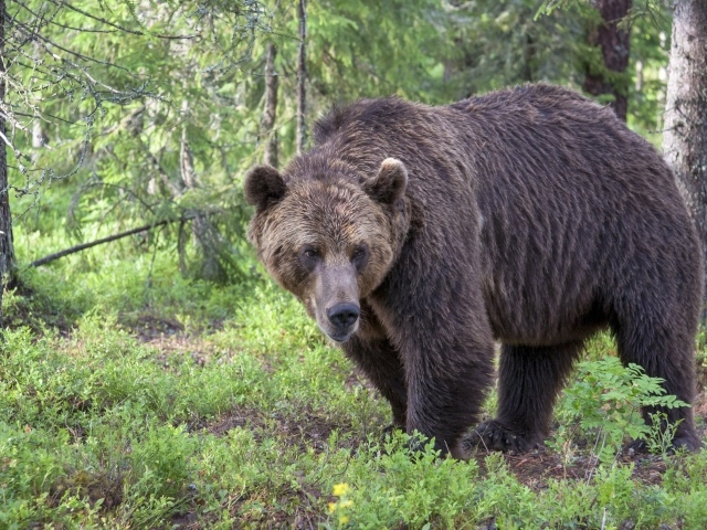 Terrible big brown bear in the forest