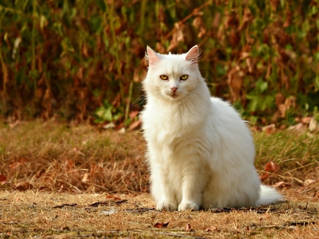 Пушистая белая кошка сидит на траве