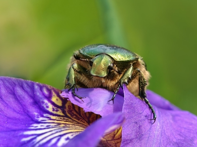 Большой зеленый жук на цветке