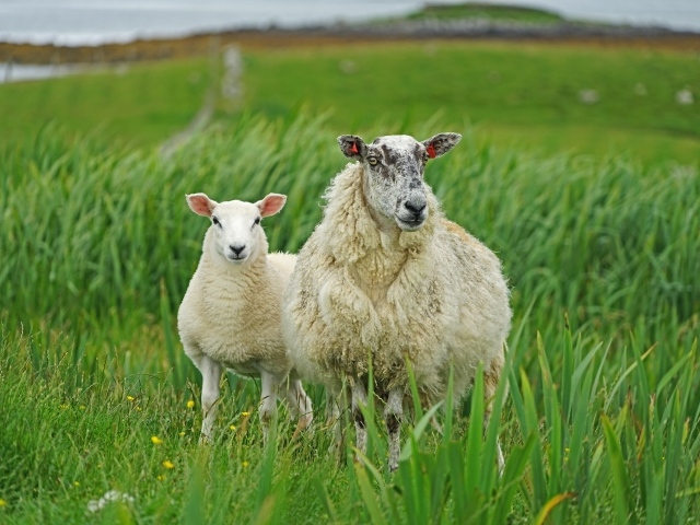 Большая овца с ягненком в зеленой траве