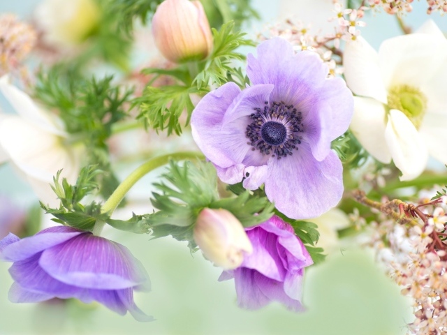 Нежные цветы анемоны с бутонами крупным планом