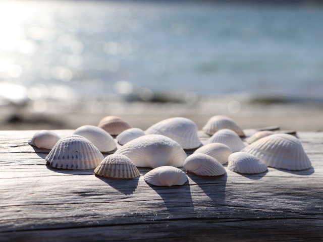 Белые ракушки на лавке у моря