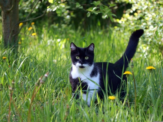 Black and white cat in green grass