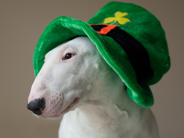 Bull terrier in a green hat on a gray background