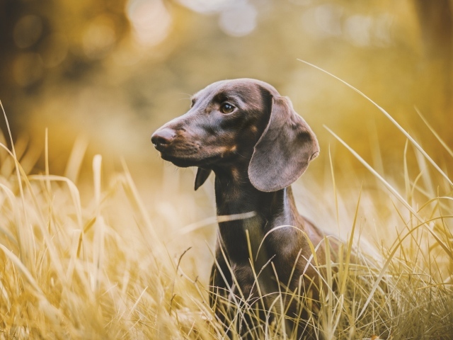 Такса сидит в высокой траве