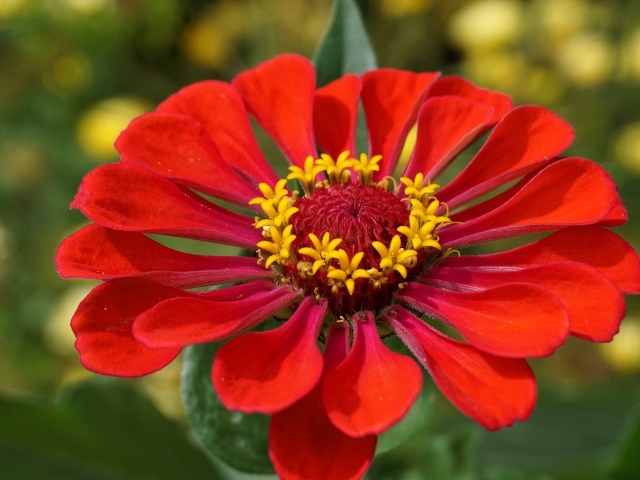 Большой красный цветок цинния