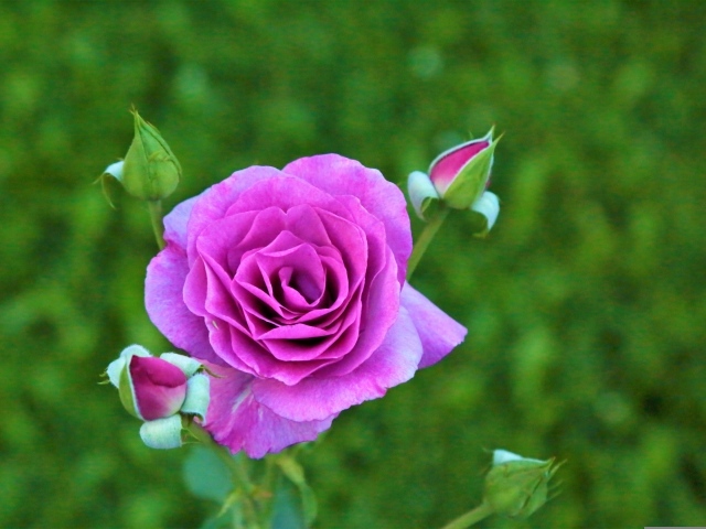 Сиреневая роза с бутонами на клумбе