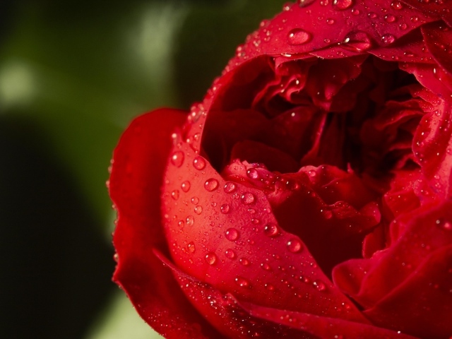 Красный цветок розы в каплях росы крупным планом