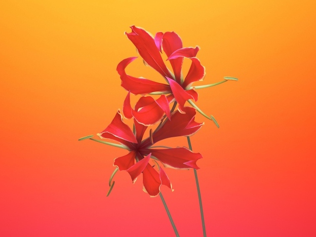 Необычные красные цветы лилии 