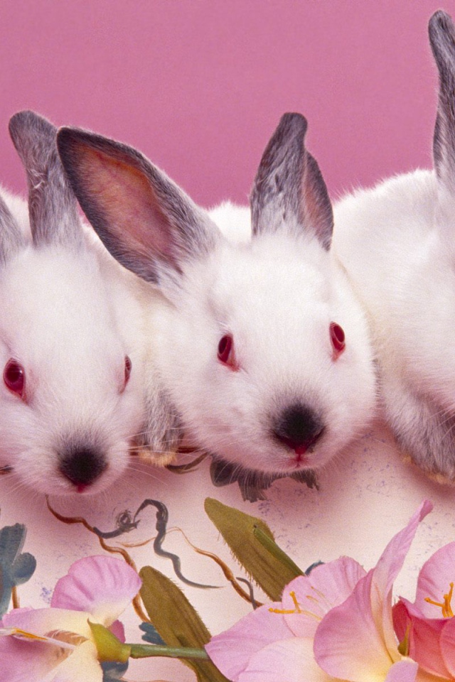 Розовые кролики