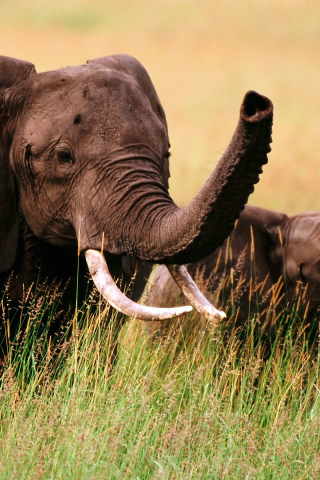 Слон и слоненок