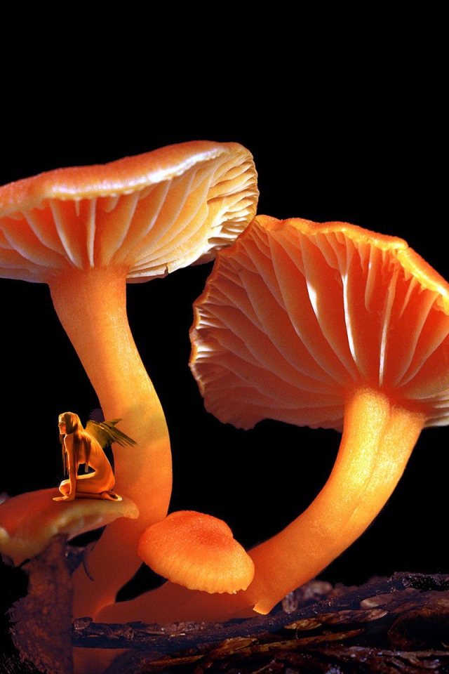 Грибной Эльф