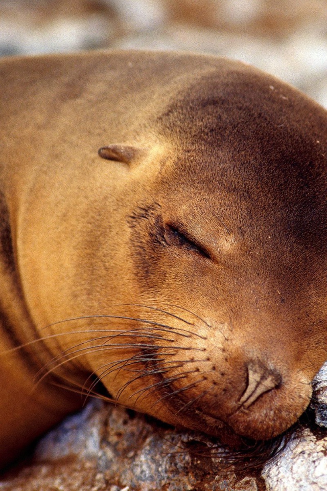 Морской котик