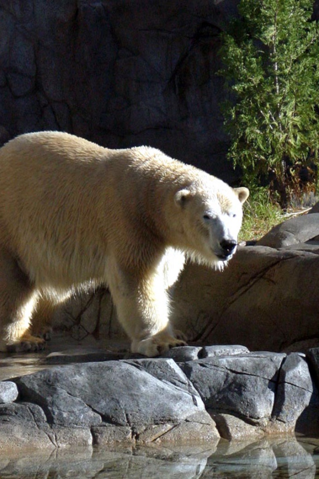 Большой Белый Медведь