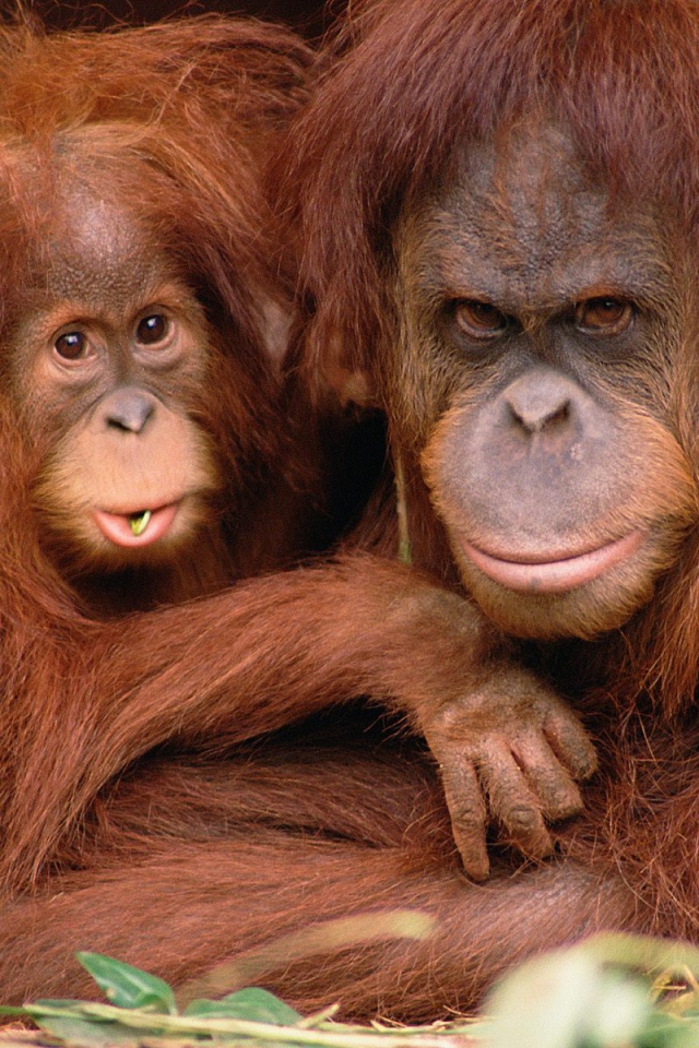 Отец и сын обезьяны