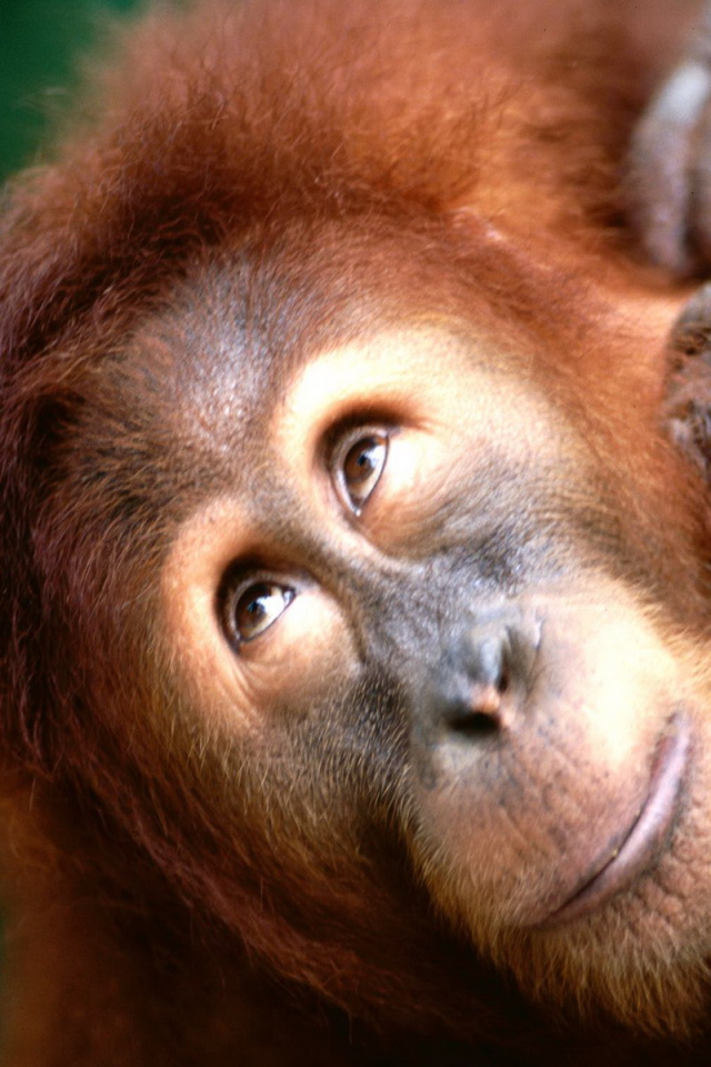 Взгляд вверх