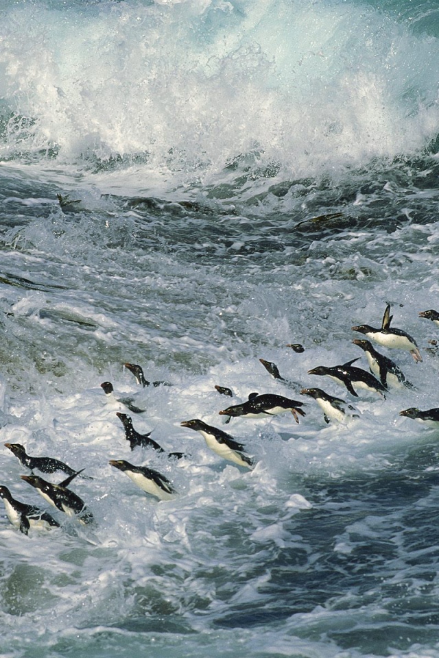 Множество пингвинов