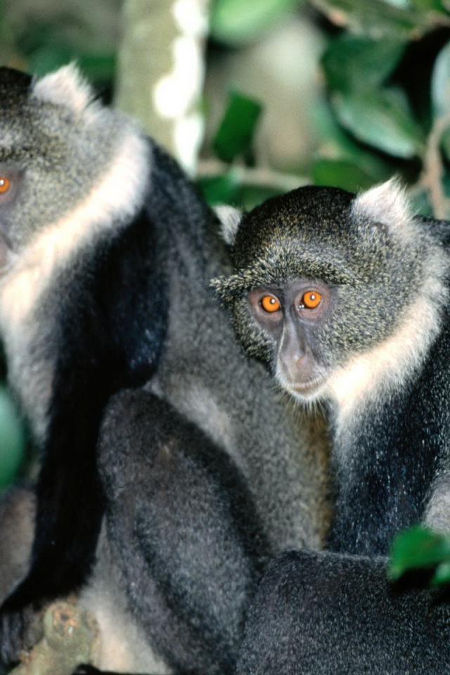 Обезьянки с яркими глазами