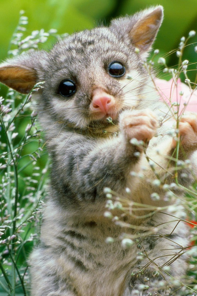 Игривый Лемур