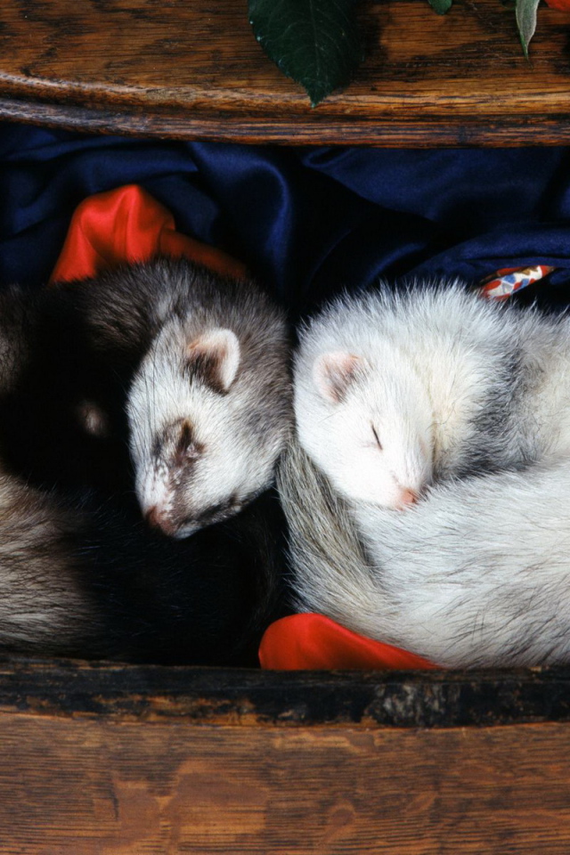 Спящие норки