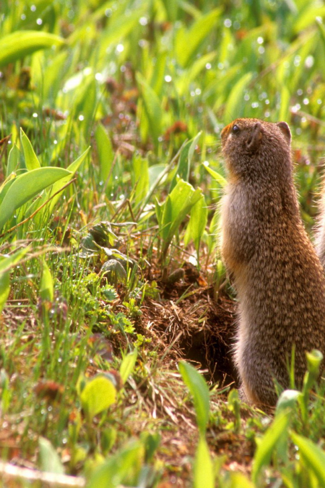 Зверьки на задних лапах