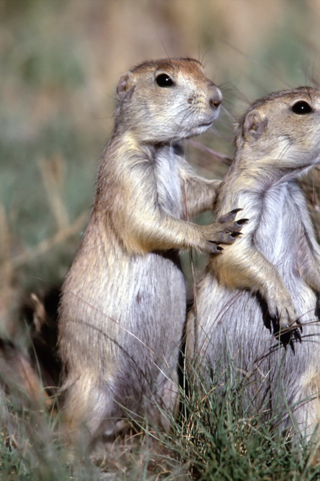 Два бурундука