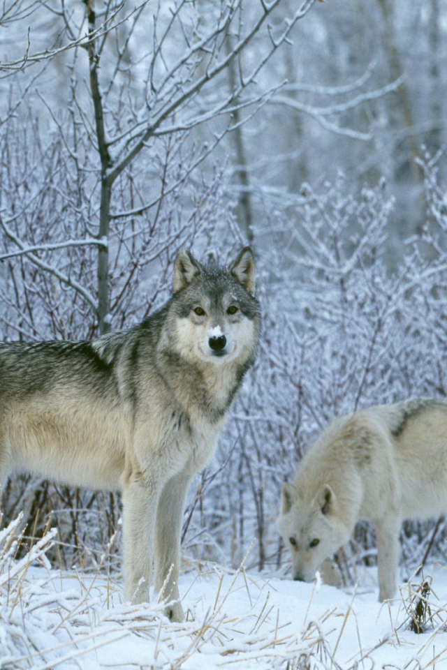 Зимние волки