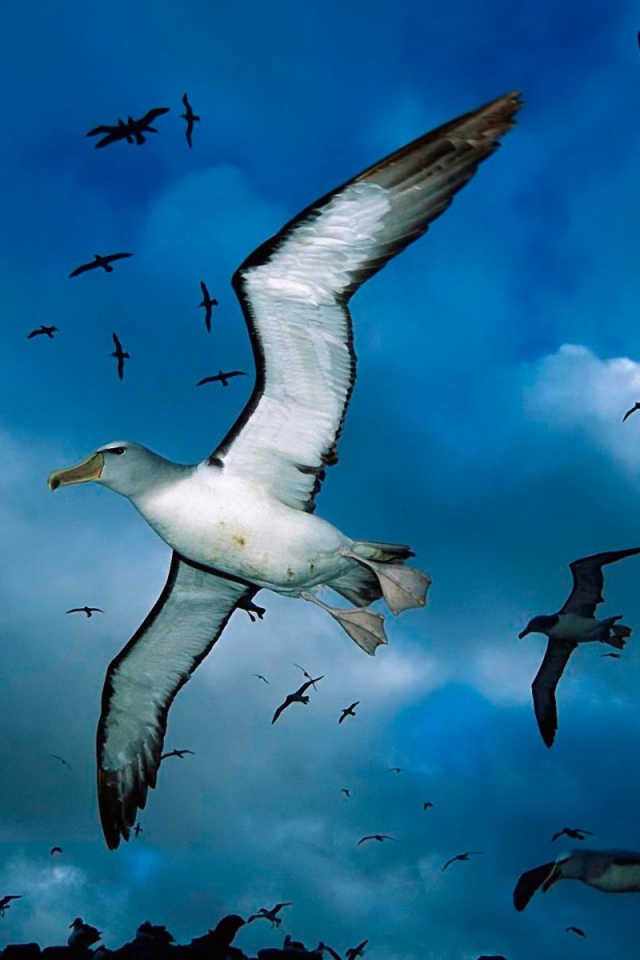 Стая морских чаек