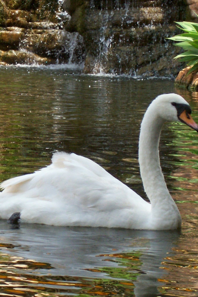 Лебедь в пруду