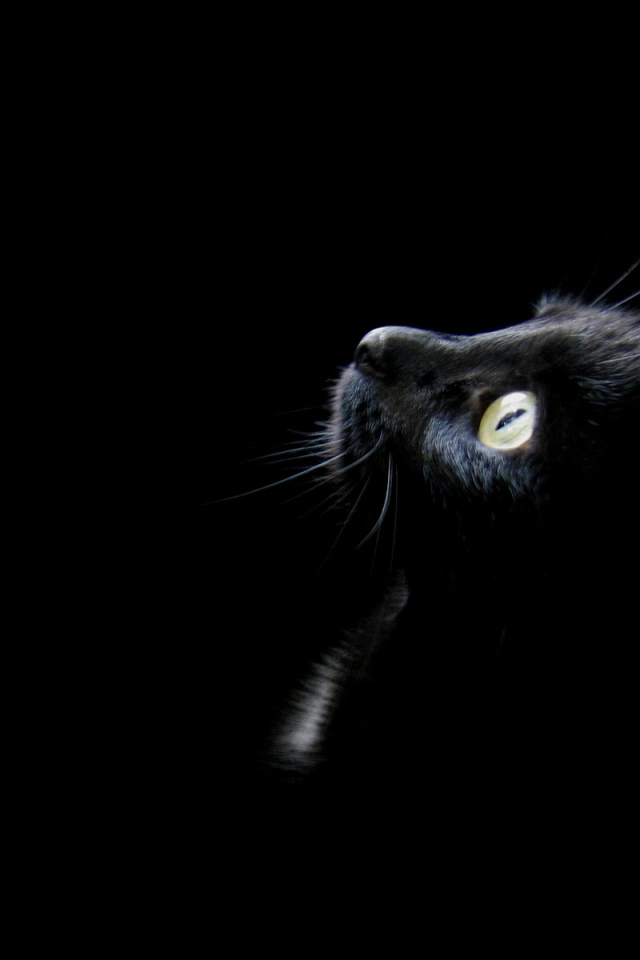 Голова черного кота