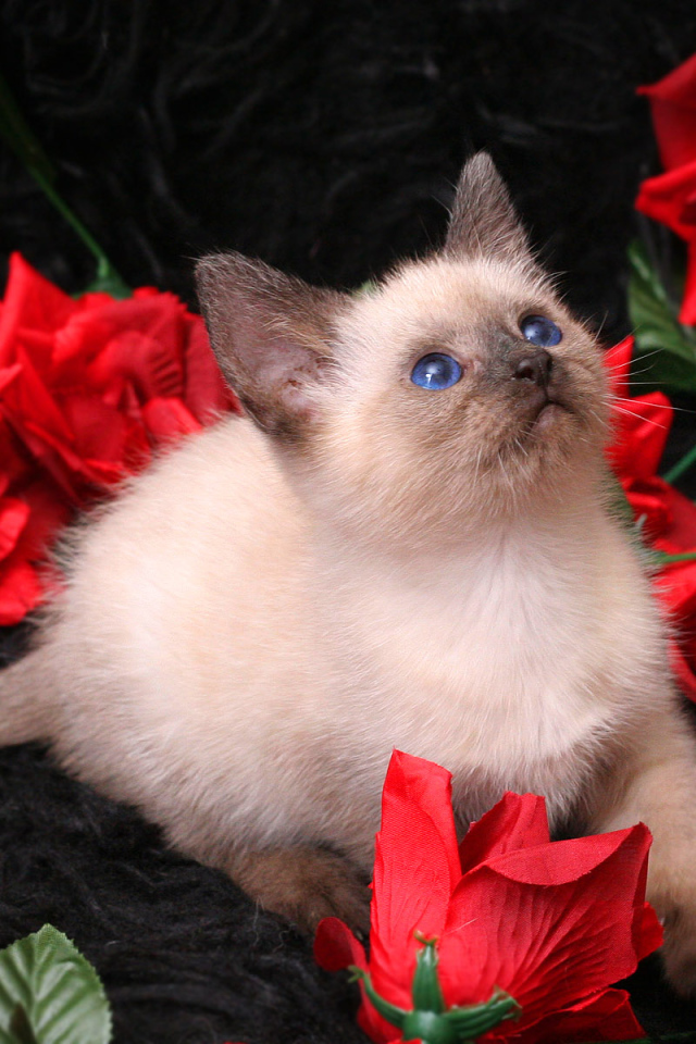 Котенок в розах