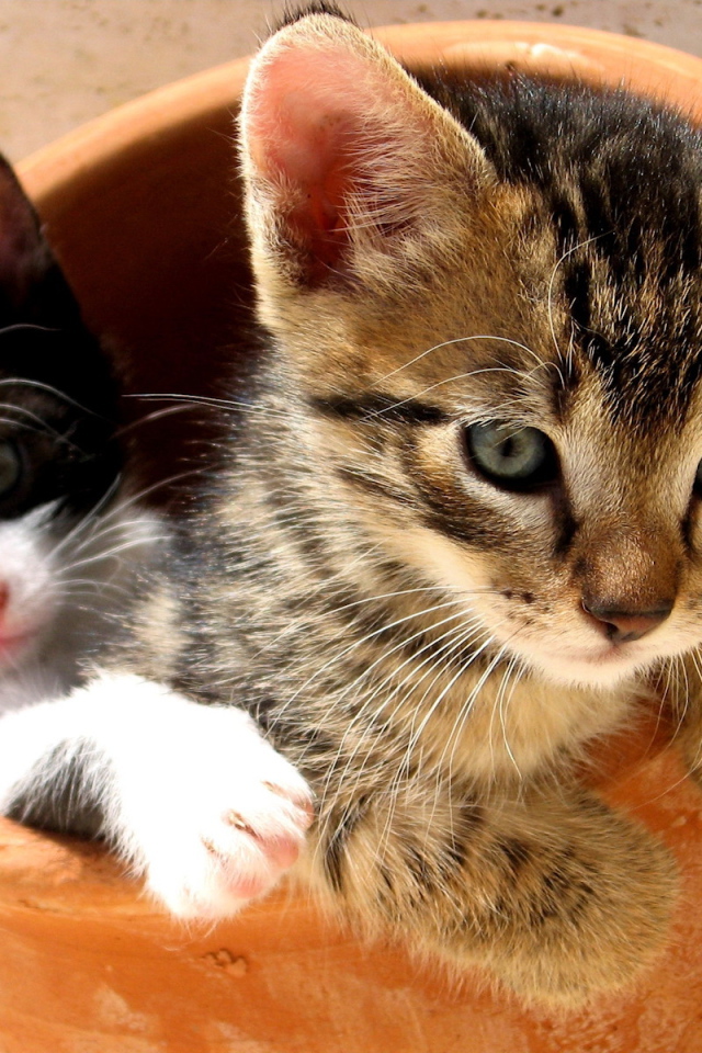 Симпатичные котята