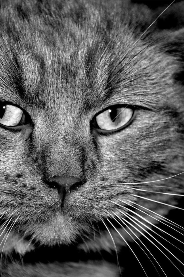 Таинственый кот