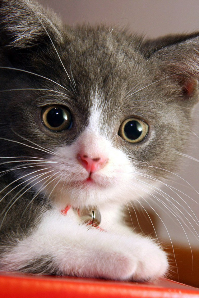 Маленький котенок