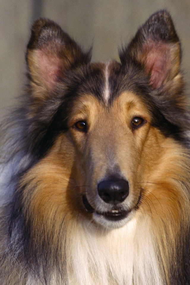 Собака Колли