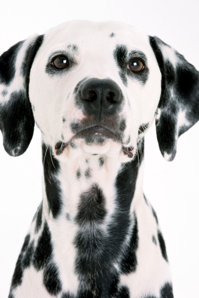 Мордочка далматинца