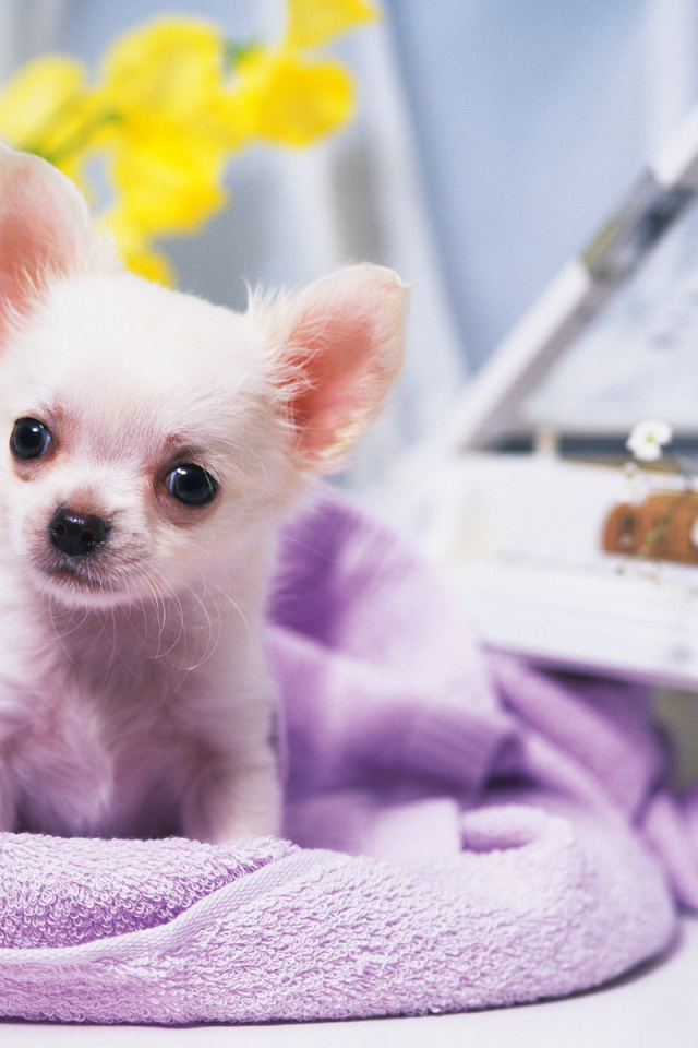 Собачка ростом с игрушку