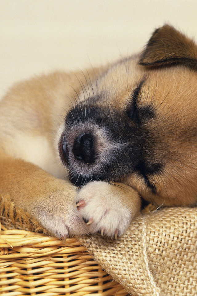 щенок в корзинке