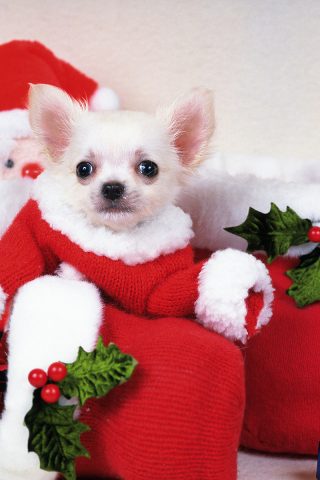 Щенок Санта Клаус