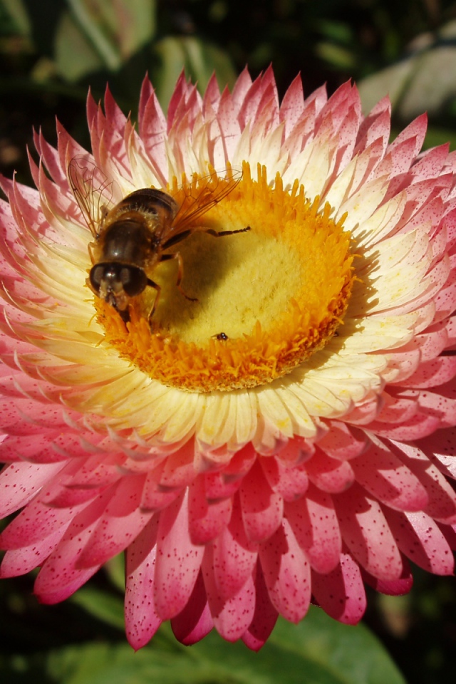 Пчелка и цветок